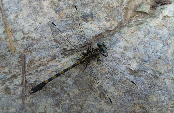 Libellula da ID